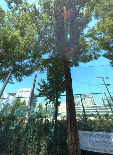 tree photo