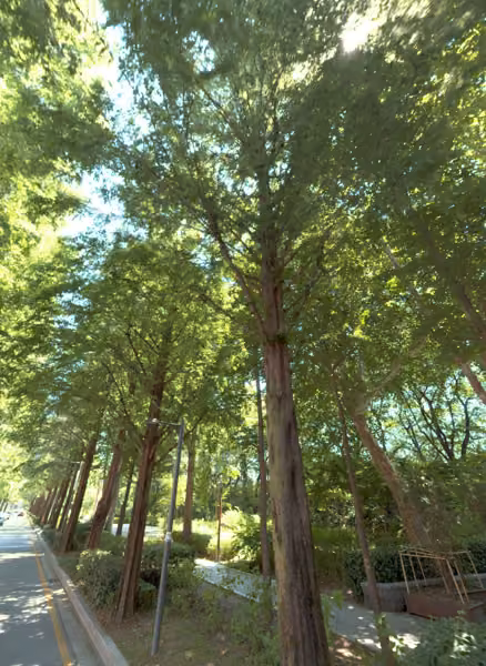 tree photo