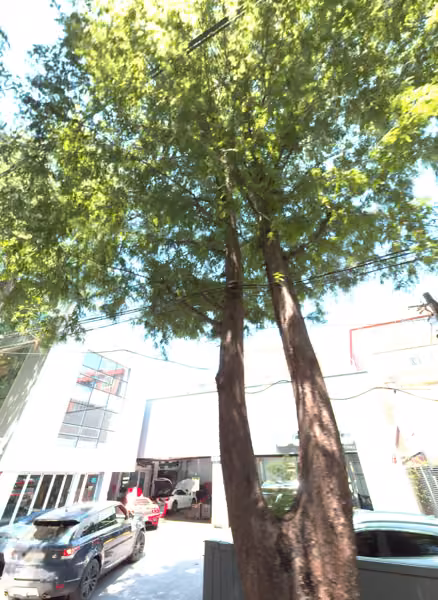 tree photo