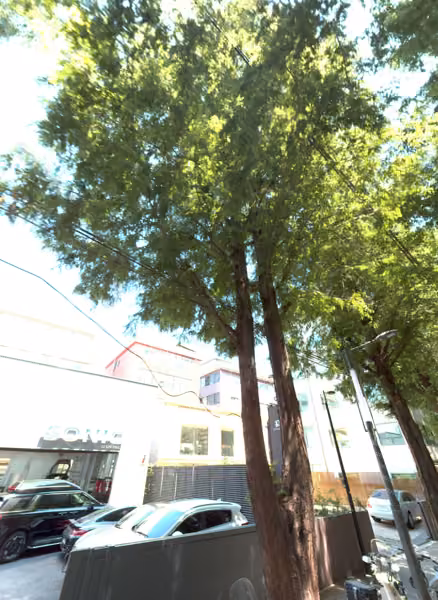 tree photo