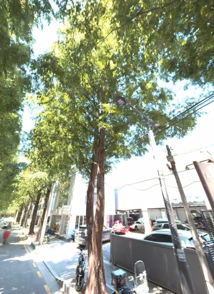 tree photo