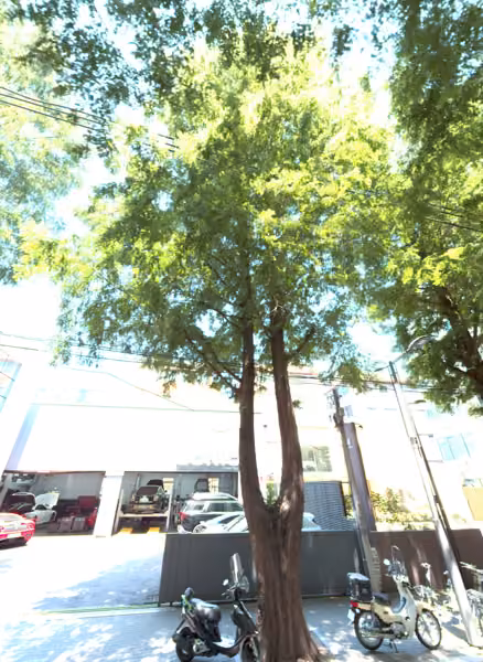 tree photo