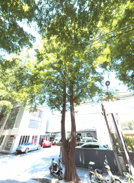 tree photo