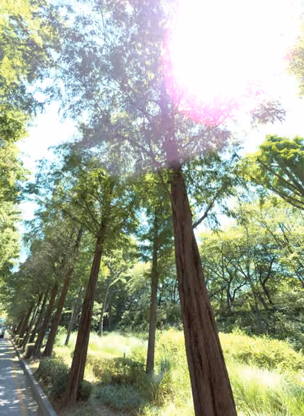 tree photo