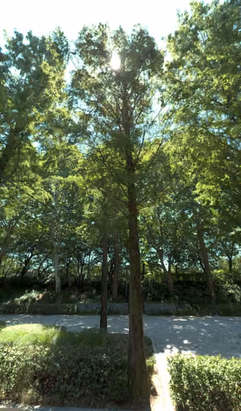 tree photo