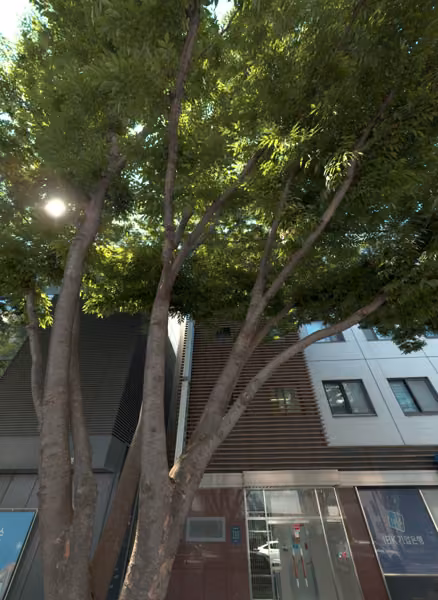 tree photo