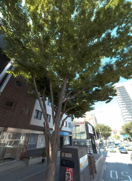 tree photo