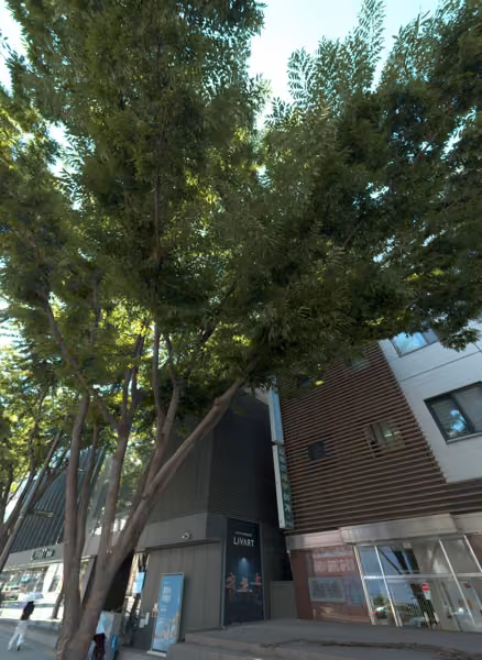 tree photo