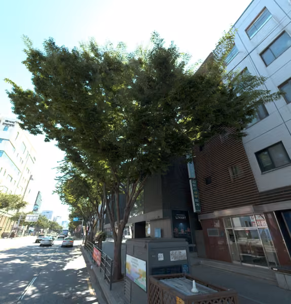 tree photo