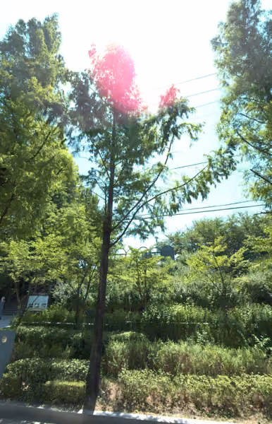 tree photo