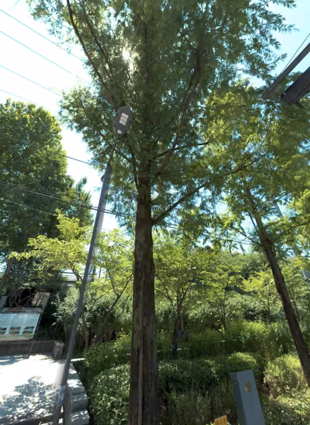 tree photo