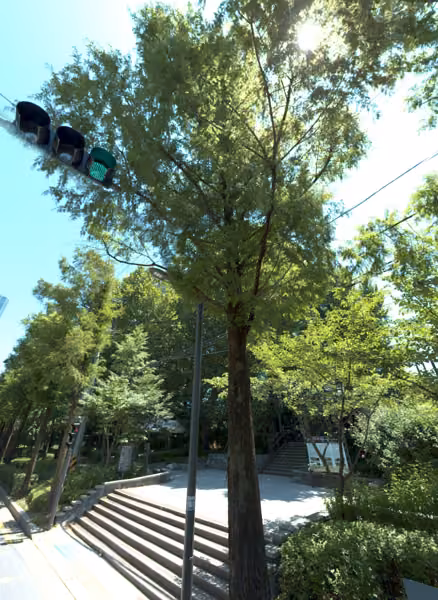 tree photo