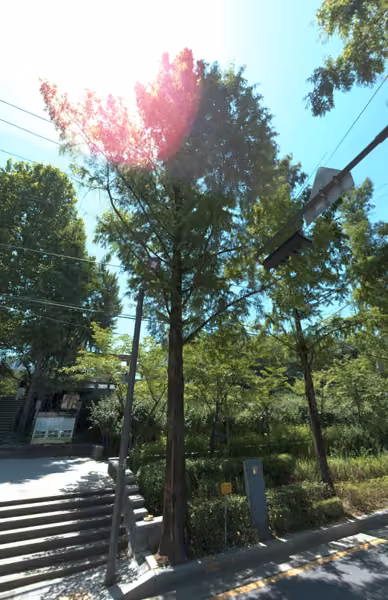 tree photo