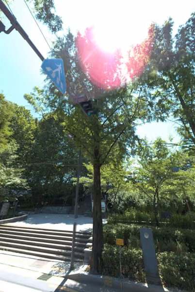 tree photo