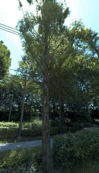tree photo
