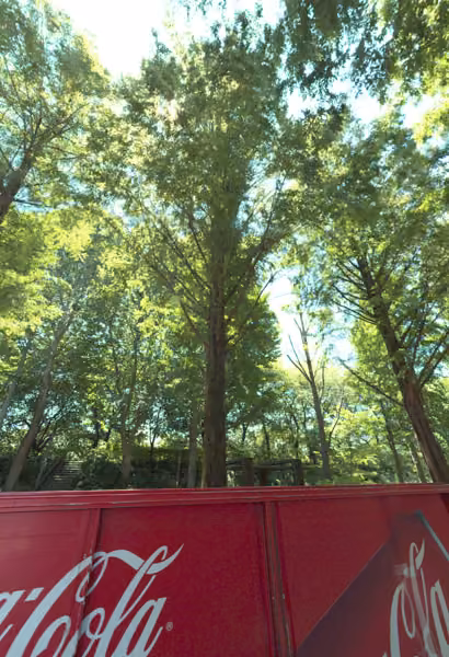 tree photo