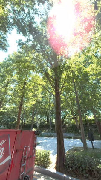 tree photo