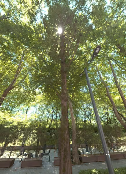 tree photo