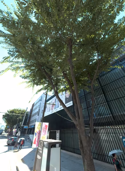 tree photo