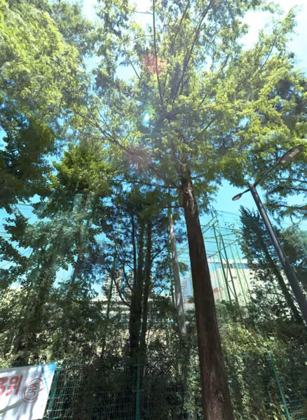 tree photo