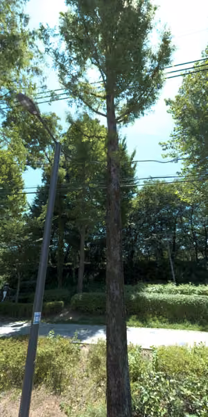 tree photo
