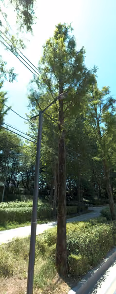 tree photo