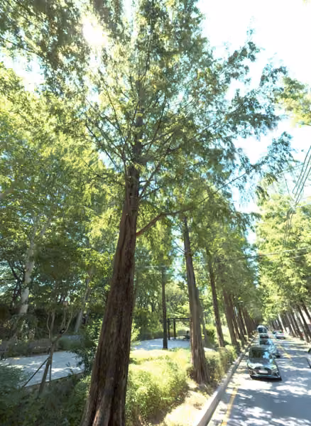 tree photo