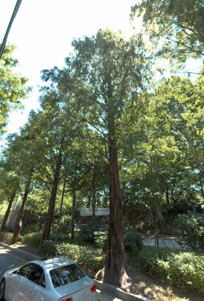 tree photo