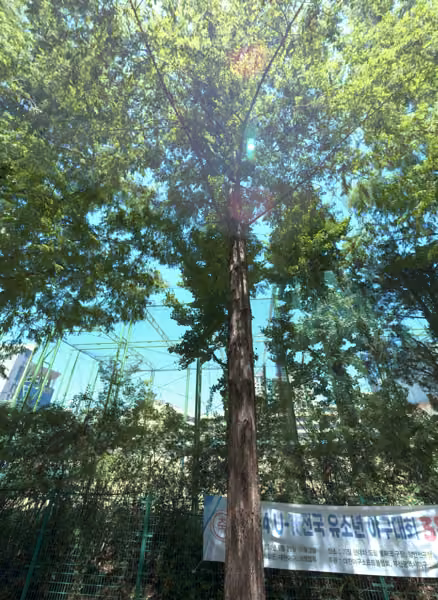 tree photo