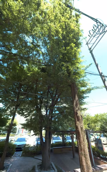 tree photo