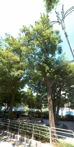 tree photo