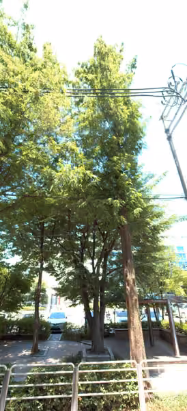tree photo