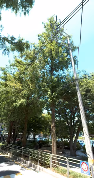 tree photo