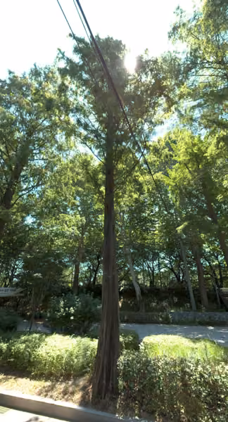 tree photo
