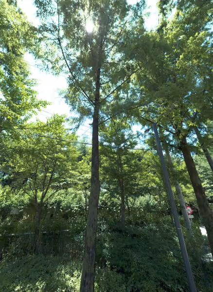 tree photo