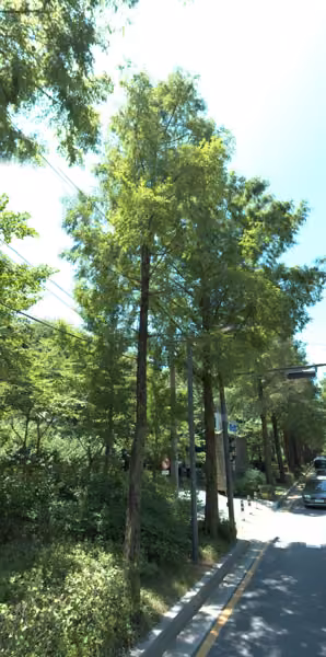 tree photo