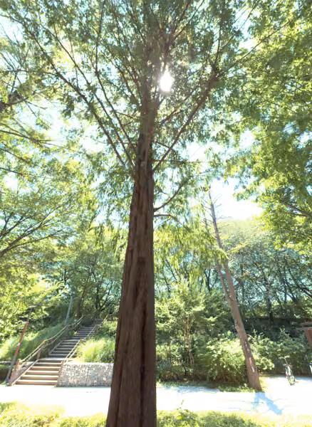 tree photo