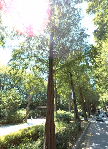 tree photo