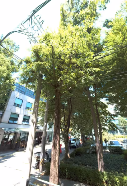 tree photo