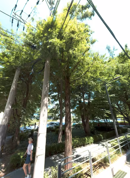 tree photo