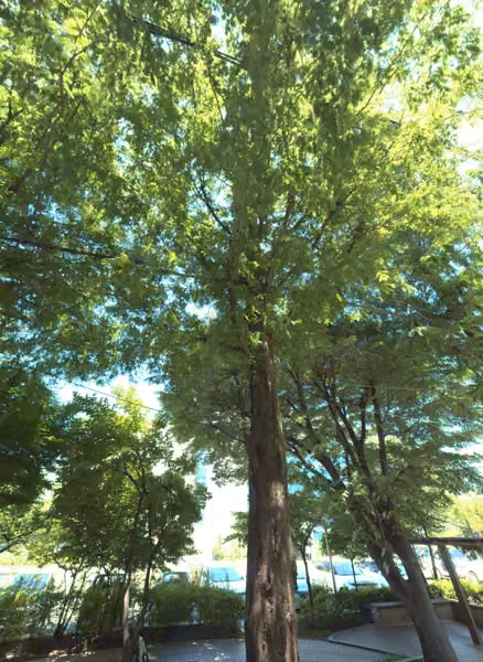 tree photo