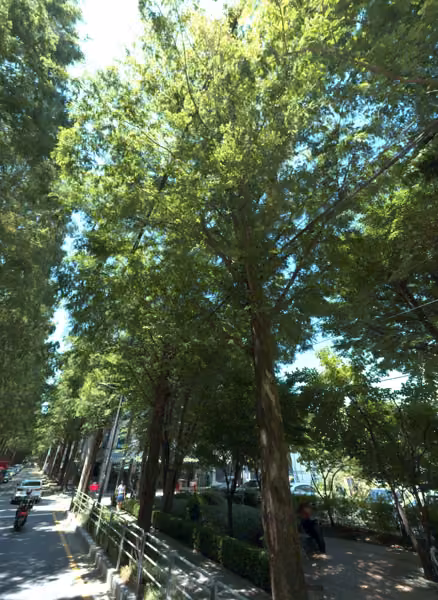 tree photo