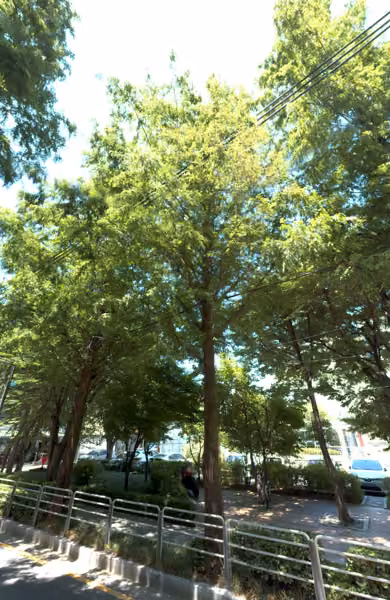 tree photo