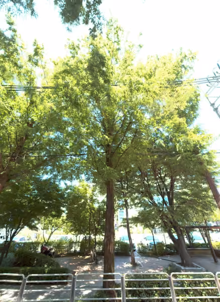 tree photo