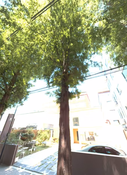 tree photo