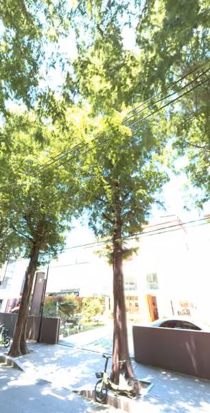 tree photo