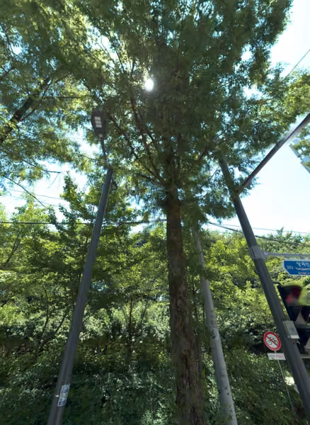 tree photo