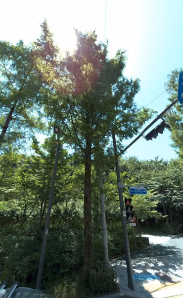 tree photo