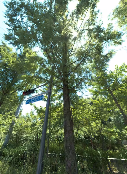 tree photo