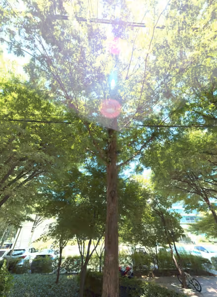 tree photo